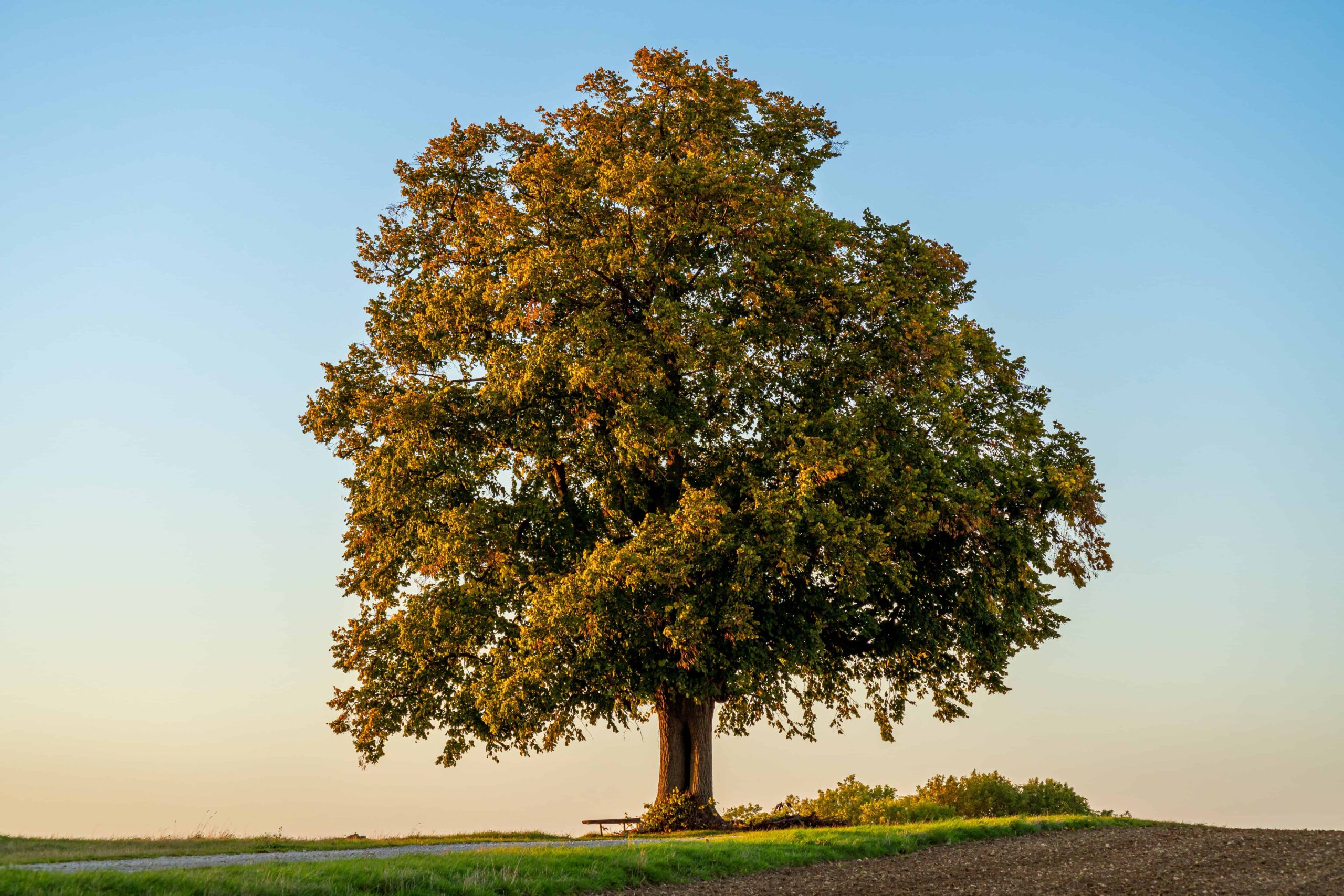 Dom Tree